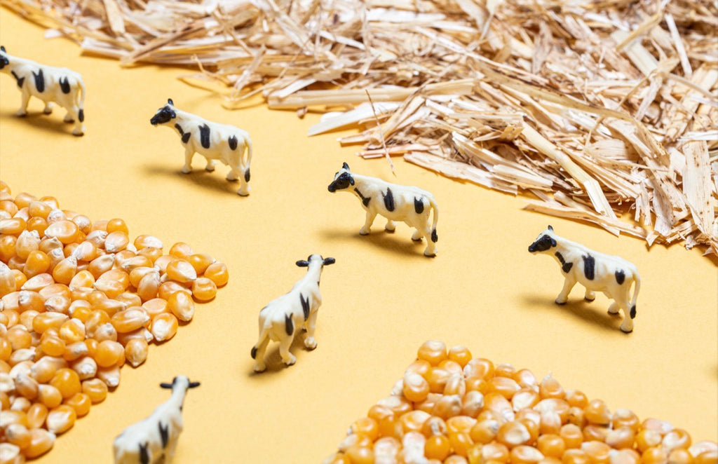 Bouteille sensorielle - Ferme