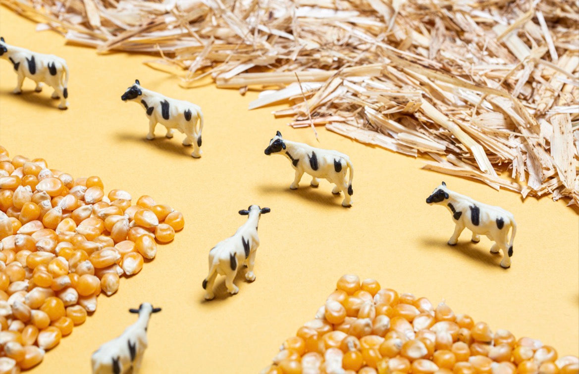 Bouteille sensorielle - Ferme